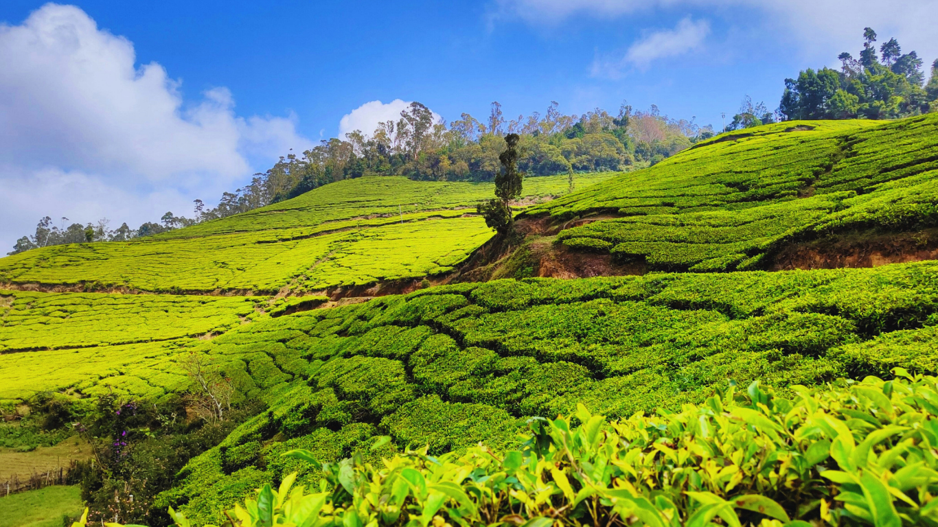 Munnar Tea Gardens A Highlight of Our 5 Days 4 Night Kerala Tour