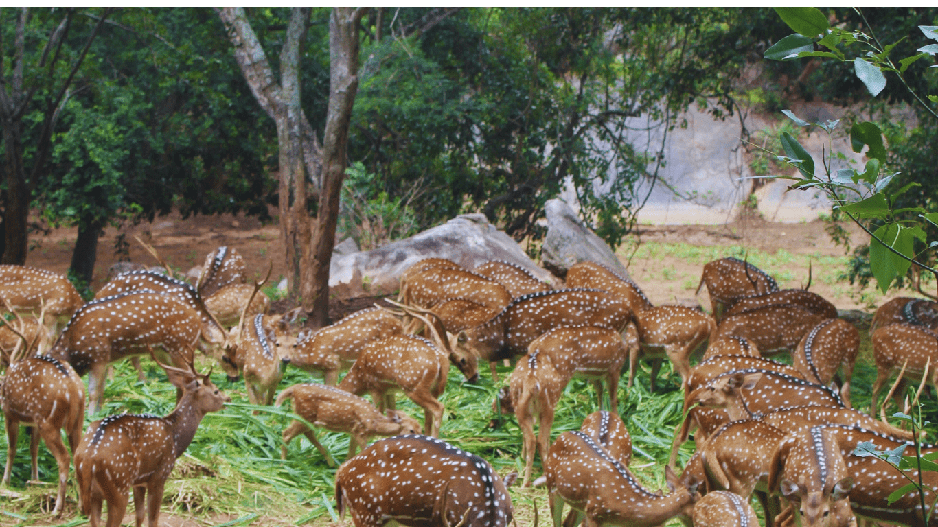 thekkady wild life packages min